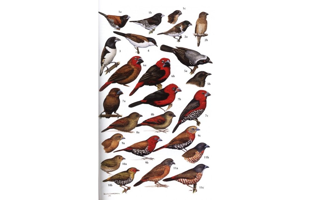 Birds of Kenya and Northern Tanzania
