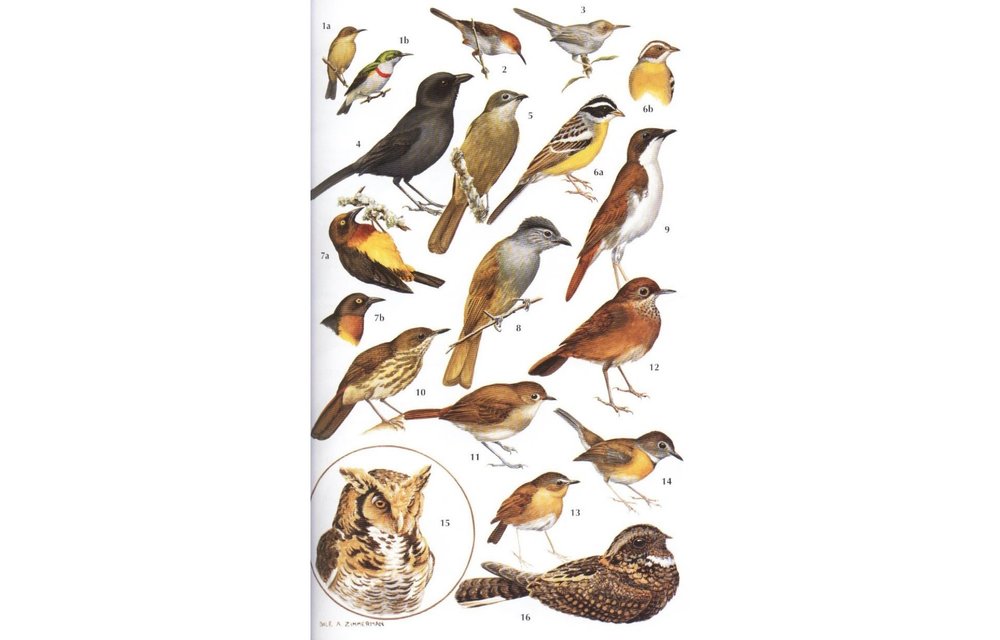 Birds of Kenya and Northern Tanzania