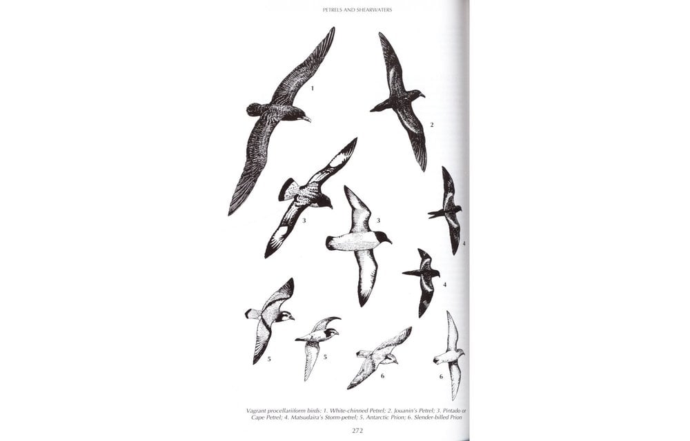 Birds of Kenya and Northern Tanzania