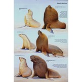 A Complete Guide to Antarctic Wildlife