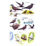 Birds of Seychelles