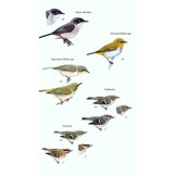 Birds of the Middle East