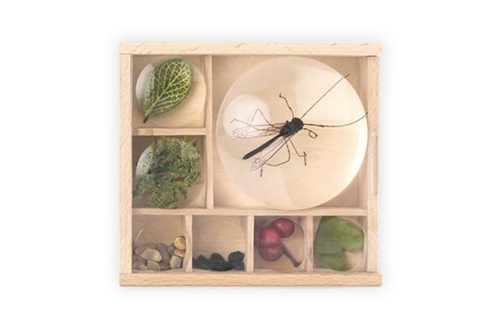 Huckleberry insectendoos