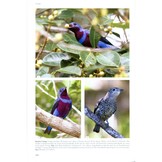 Cotingas and Manakins