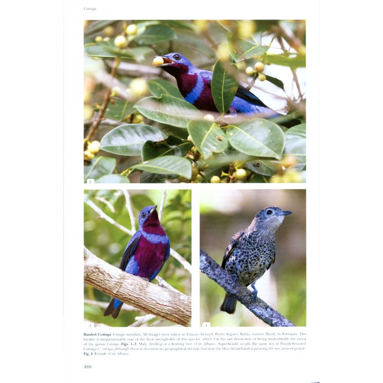 Cotingas and Manakins