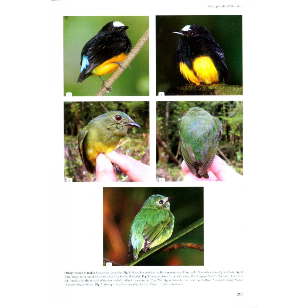 Cotingas and Manakins