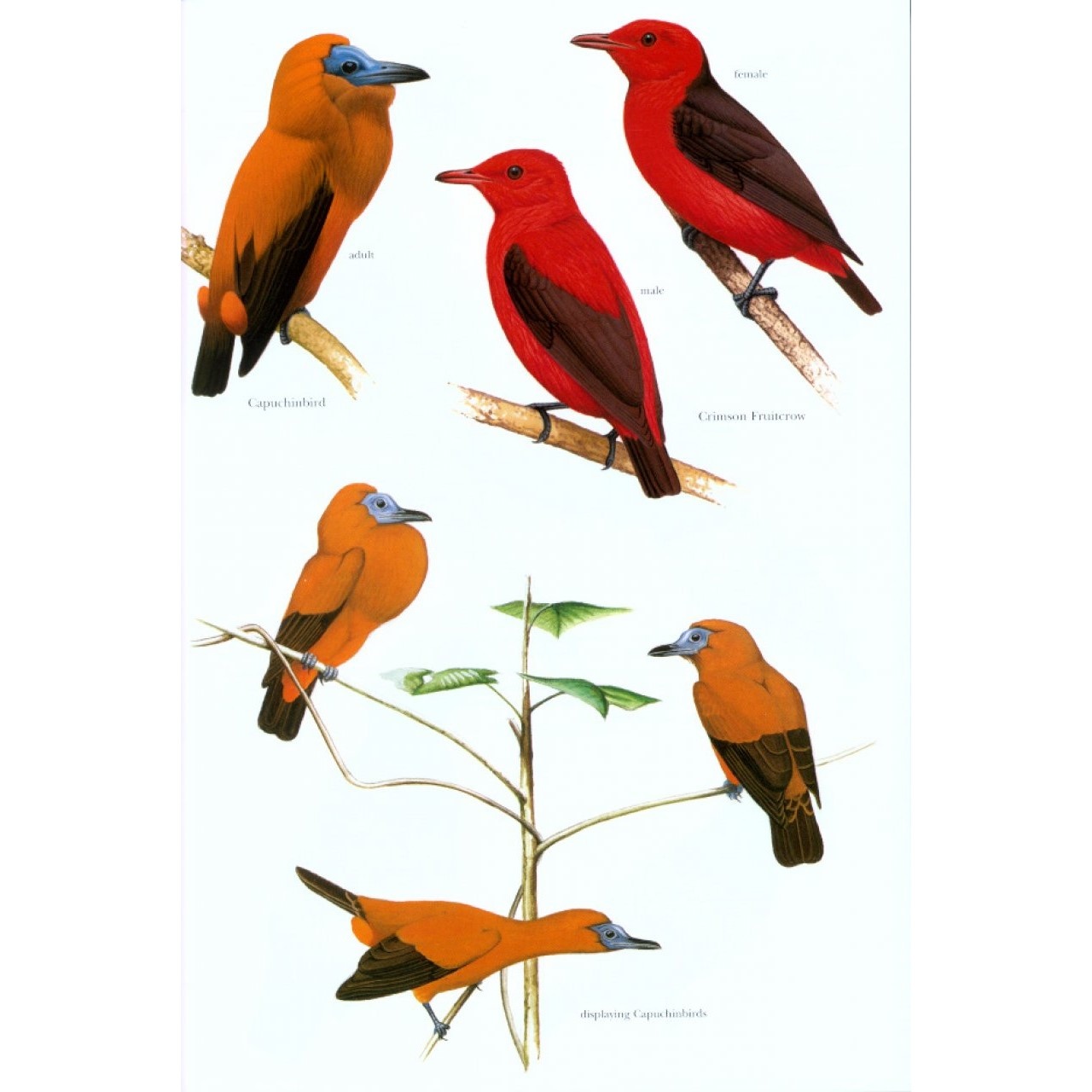 Cotingas and Manakins