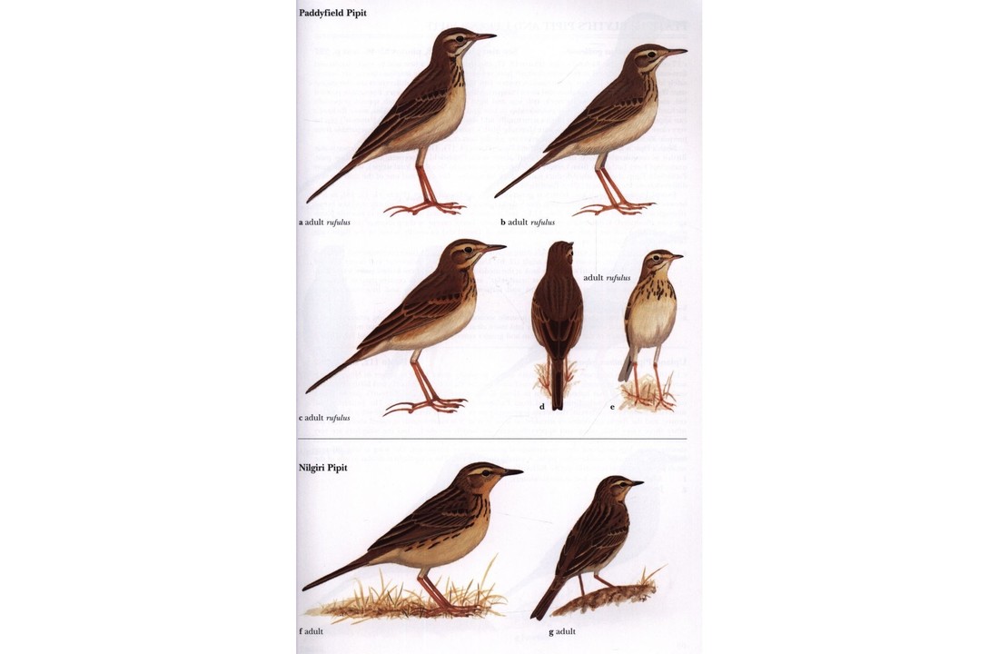 Pipits and Wagtails of Europe, Asia and North America