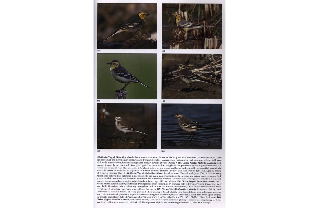 Pipits and Wagtails of Europe, Asia and North America