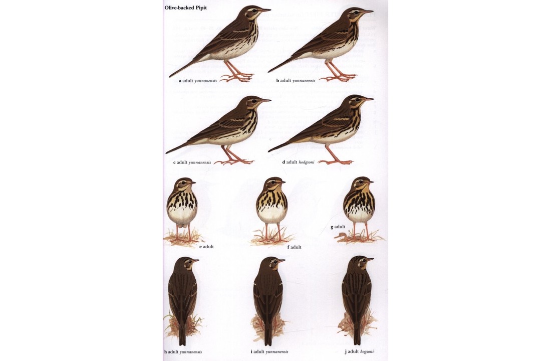 Pipits and Wagtails of Europe, Asia and North America