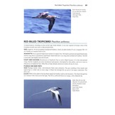 Flight Identification of European Seabirds