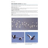 Flight Identification of European Seabirds