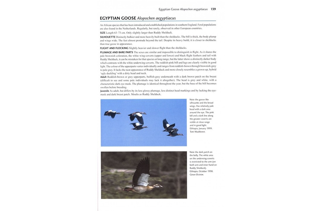 Flight Identification of European Seabirds