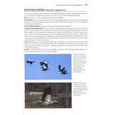 Flight Identification of European Seabirds