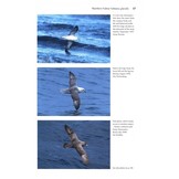 Flight Identification of European Seabirds