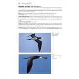 Flight Identification of European Seabirds