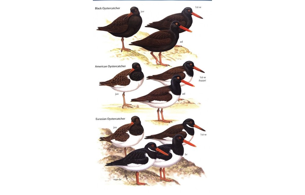 Waders of Europe, Asia and North America