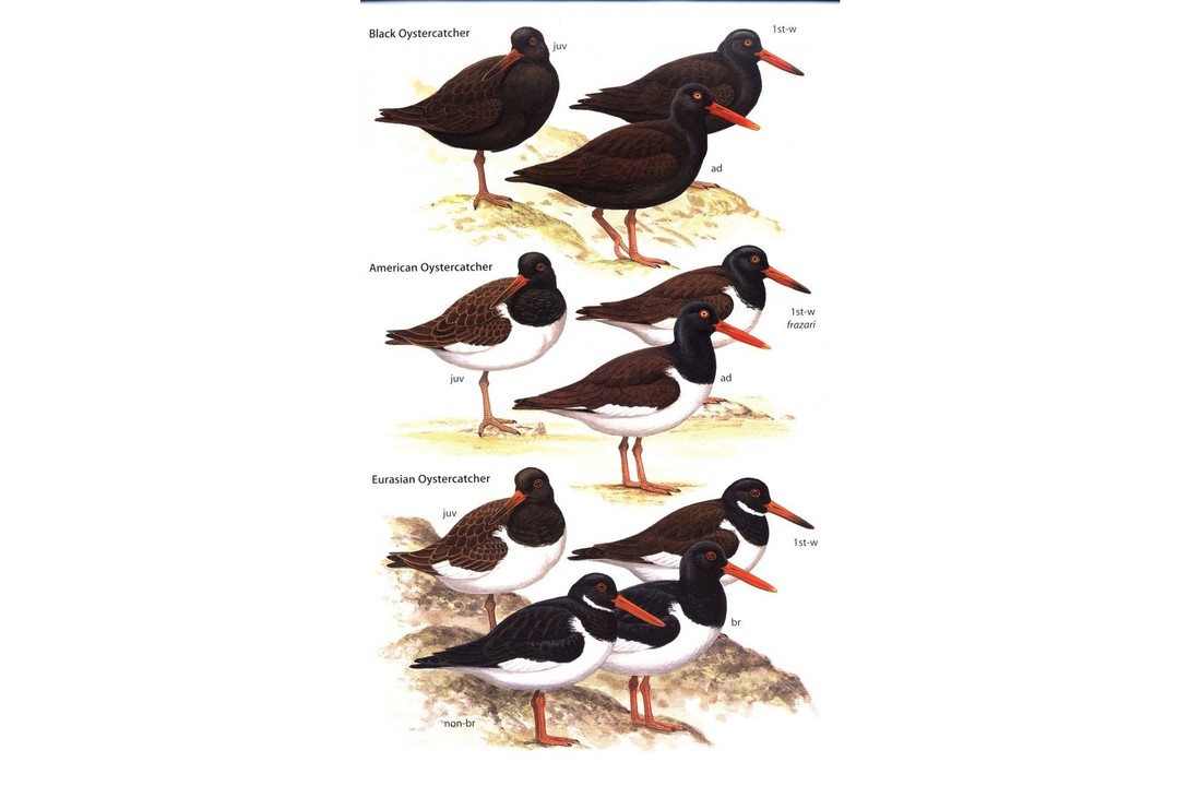 Waders of Europe, Asia and North America