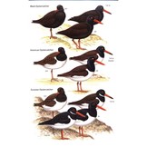 Waders of Europe, Asia and North America