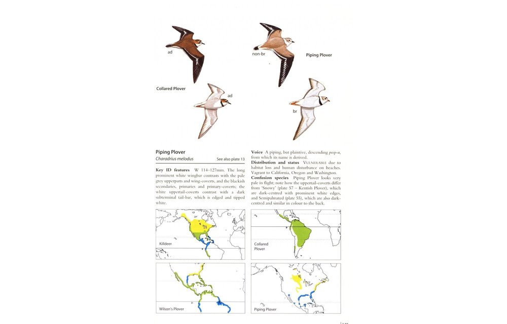 Waders of Europe, Asia and North America