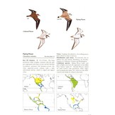 Waders of Europe, Asia and North America