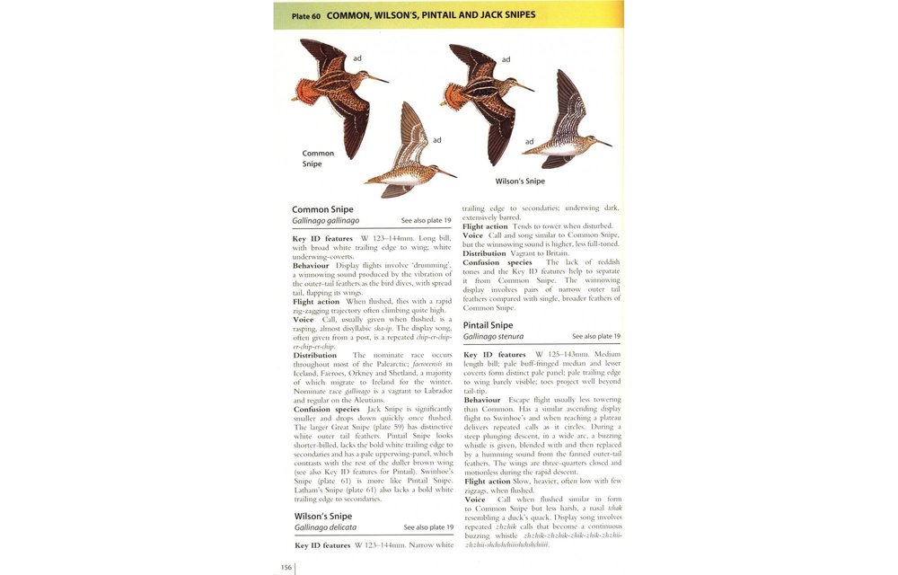 Waders of Europe, Asia and North America
