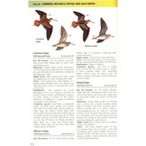 Waders of Europe, Asia and North America