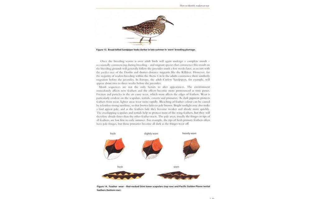 Waders of Europe, Asia and North America