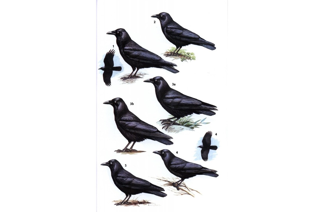 Crows and Jays