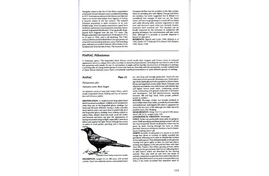 Crows and Jays