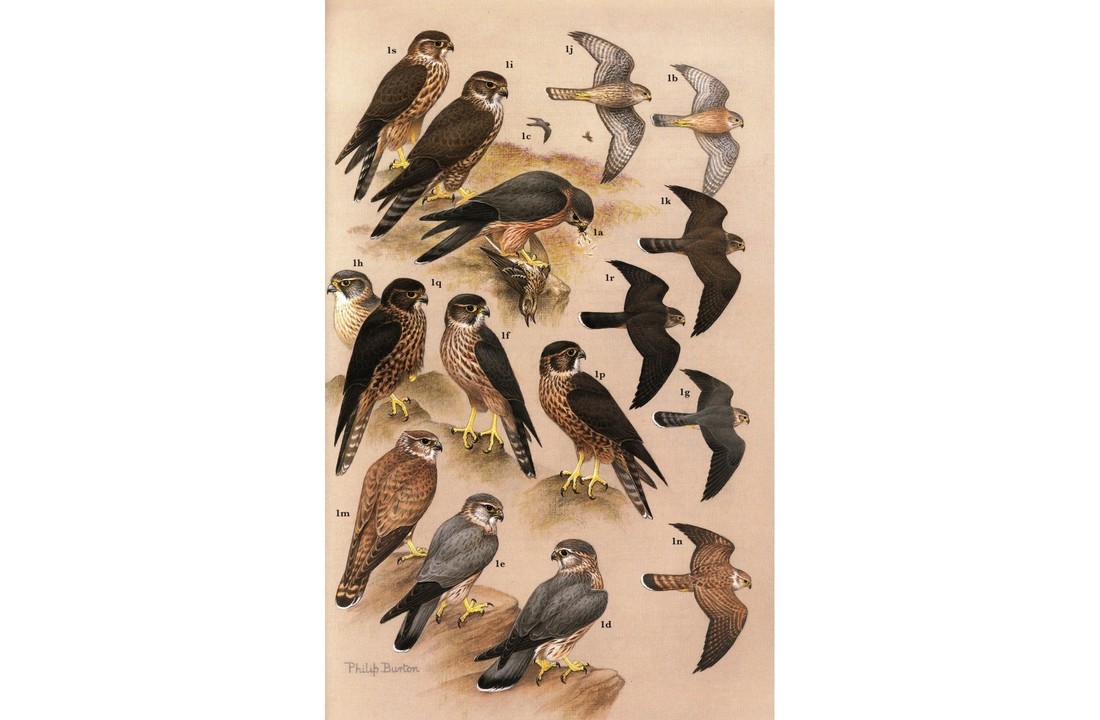 Raptors of the World: A Field Guide