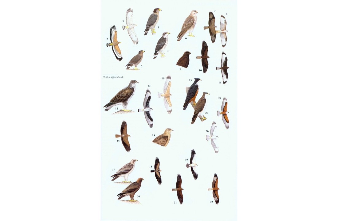 A Field Guide to the Birds of Thailand