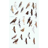 A Field Guide to the Birds of Thailand