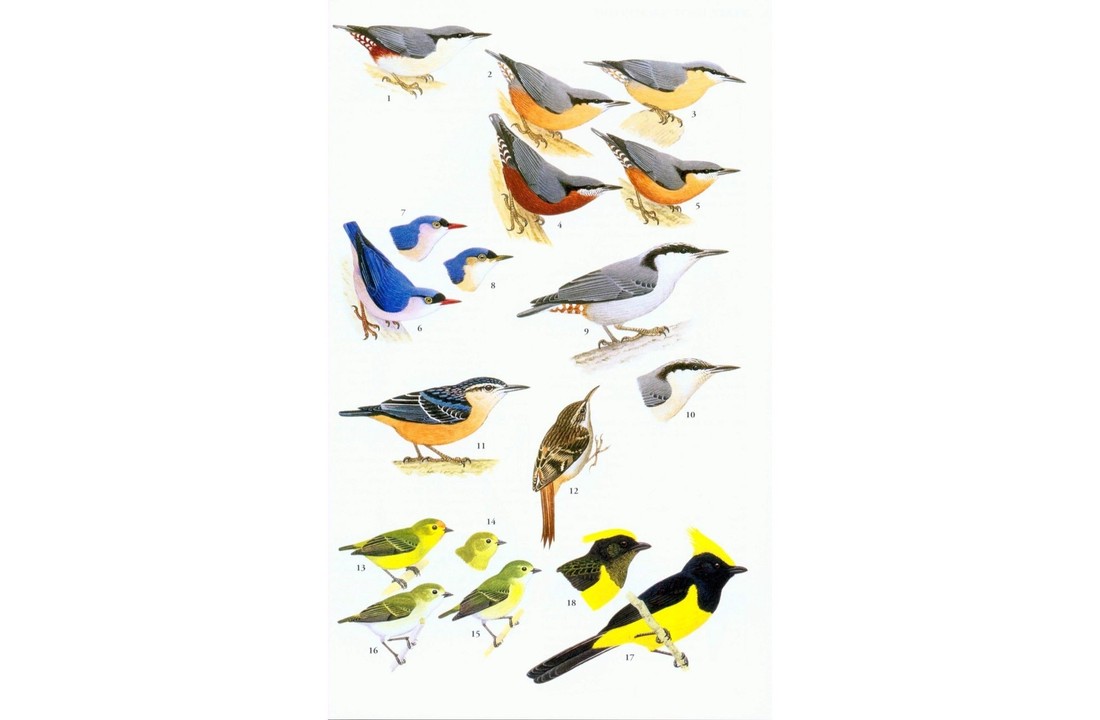 A Field Guide to the Birds of Thailand
