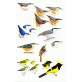 A Field Guide to the Birds of Thailand