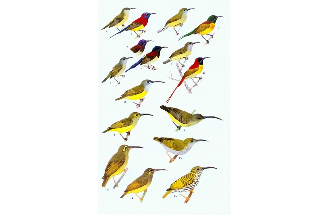 A Field Guide to the Birds of Thailand