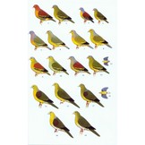 A Field Guide to the Birds of Thailand