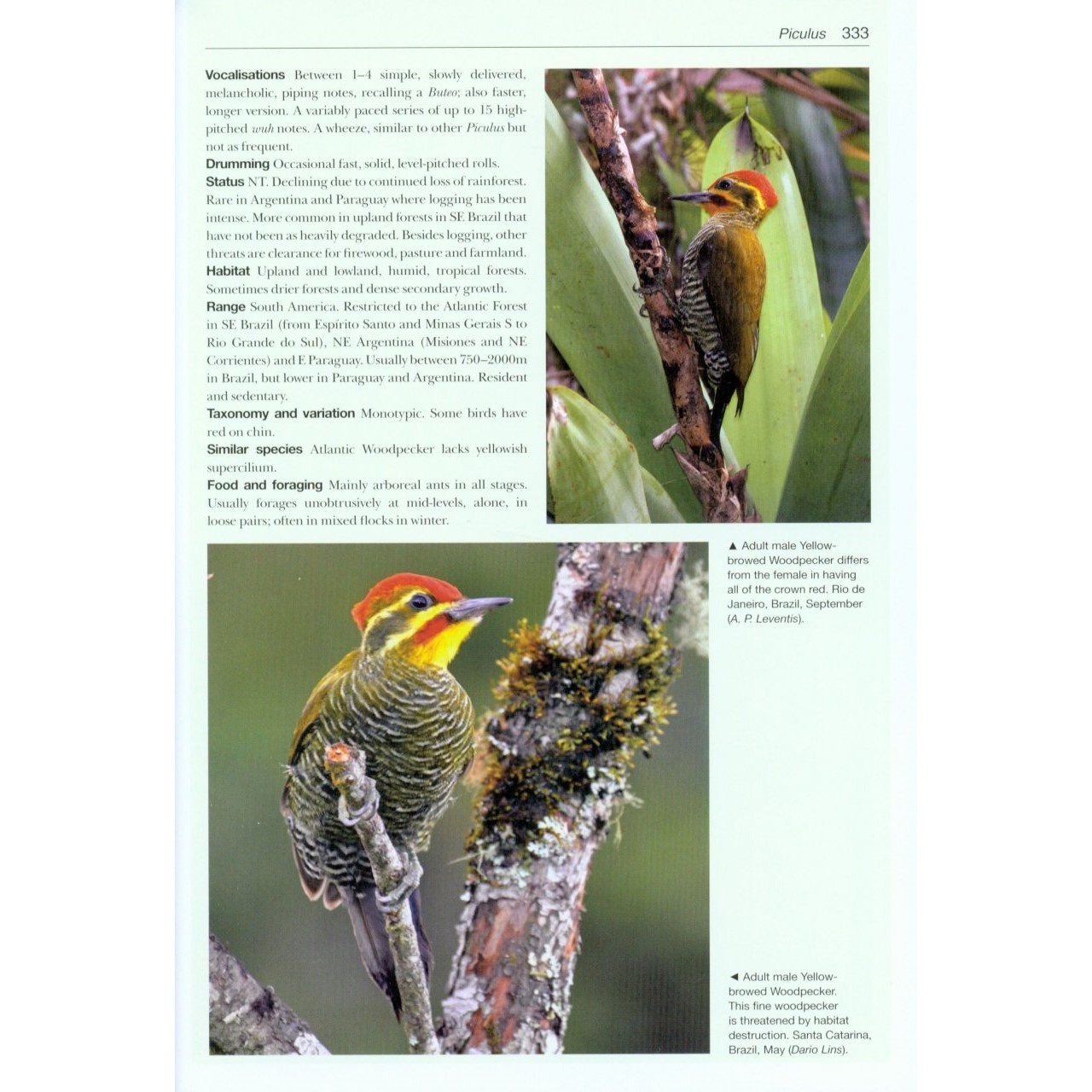 Woodpeckers of the World