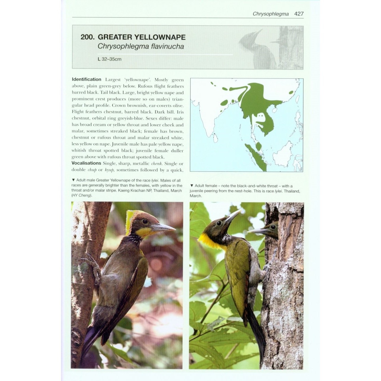 Woodpeckers of the World