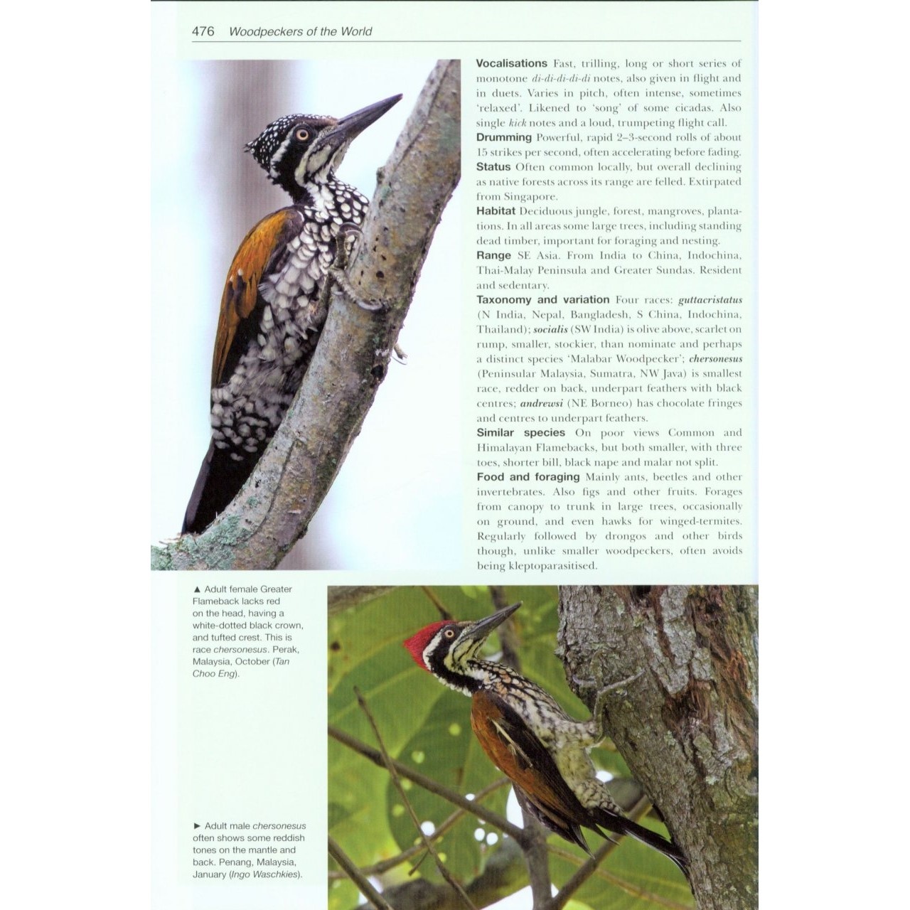 Woodpeckers of the World