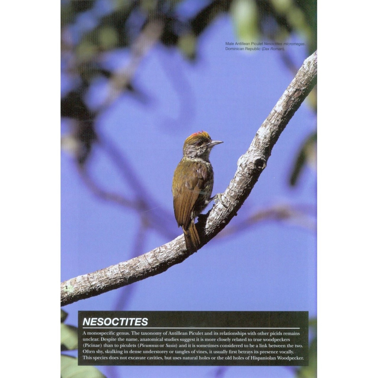 Woodpeckers of the World