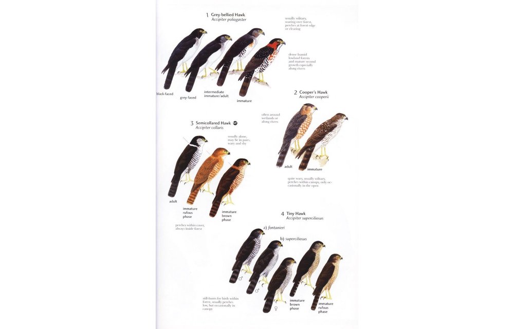 Birds of Northern South America, Volume 2: Plates and Maps - An Identification Guide