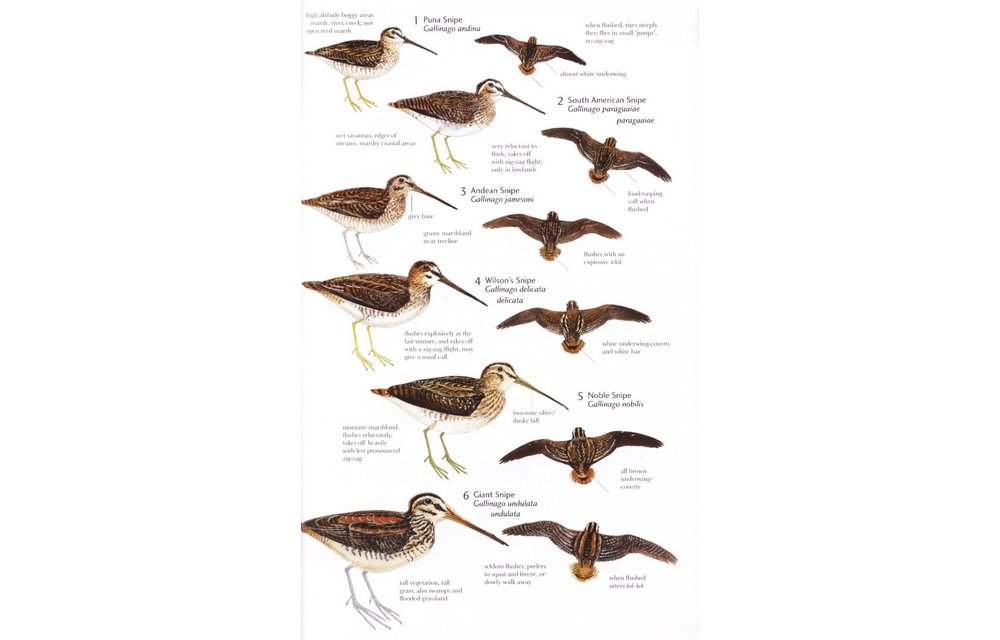 Birds of Northern South America, Volume 2: Plates and Maps - An Identification Guide