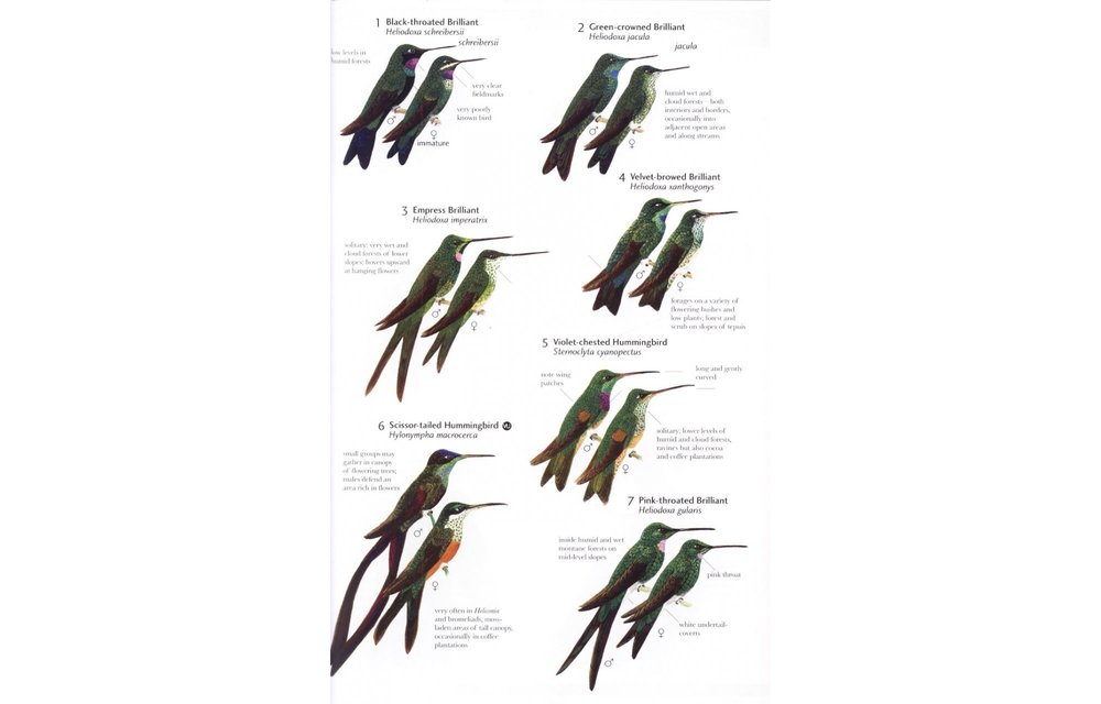 Birds of Northern South America, Volume 2: Plates and Maps - An Identification Guide