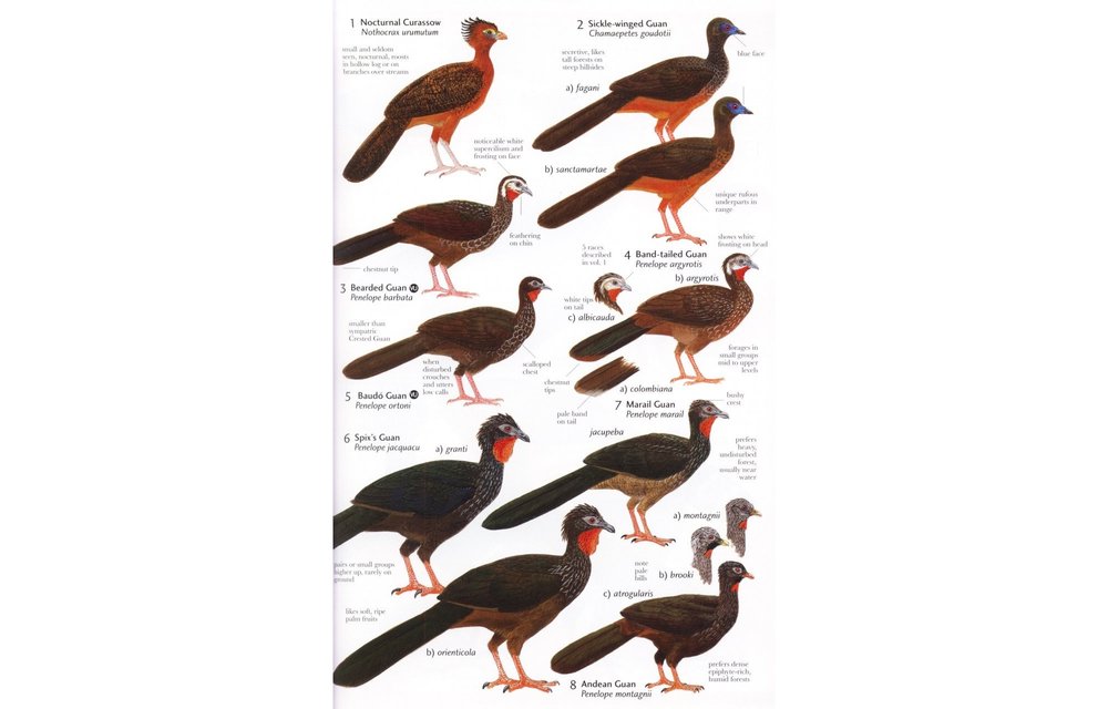 Birds of Northern South America, Volume 2: Plates and Maps - An Identification Guide