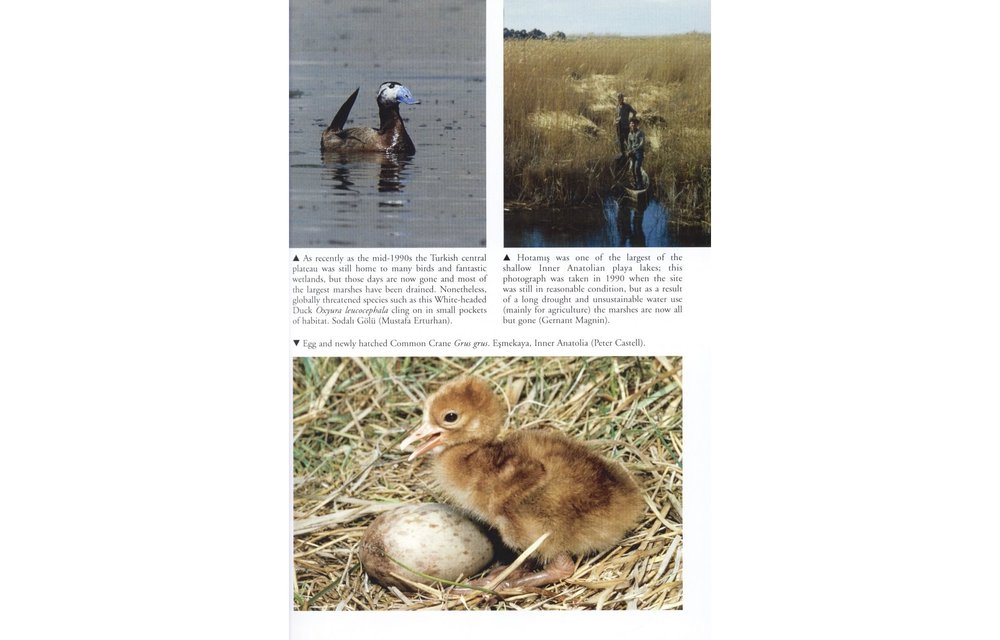 The Birds of Turkey