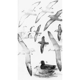 Albatrosses, Petrels and Shearwaters of the World