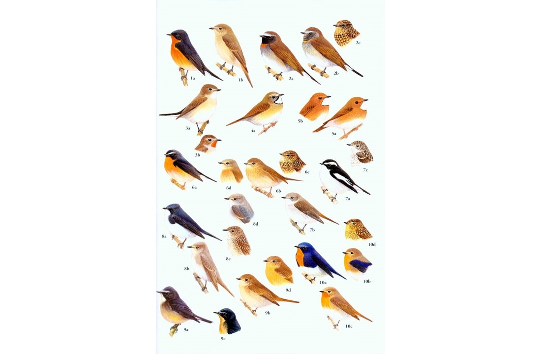 Birds of South-East Asia: Concise Edition