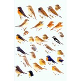 Birds of South-East Asia: Concise Edition