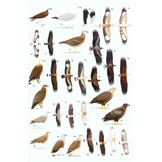 Birds of South-East Asia: Concise Edition